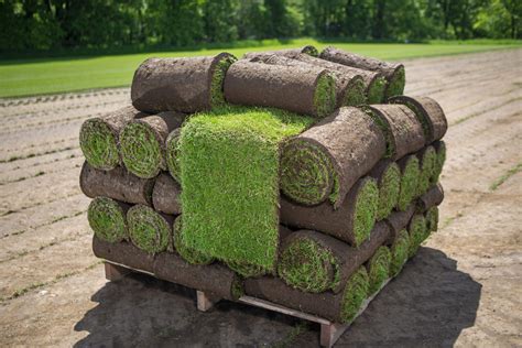 Grass sold in rolls crossword - Grass that's sold in rolls Crossword Clue; Soil in Tromso dry Crossword Clue; groundskeeper's roll Crossword Clue; Put down a new lawn with this Crossword Clue; Segment Of Newly Laid Lawn Crossword Clue; Ready-to-go turf Crossword Clue; the ground [poetic] Crossword Clue; Lawn-covering material Crossword …